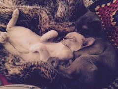 I luffs me bruvver