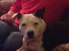 Not to understand why anyone could choose to have those ugly looking dogs?