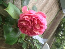Rough winds do shake the darling buds of May: Alternative potting shed thread