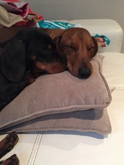 Lost dogs!!
