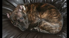 Not to understand why anyone could choose to have those ugly looking dogs?