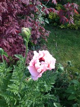The 2015 Allotment / Veg Patch Thread Part 3 already!