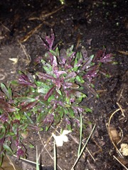 Weed or not?