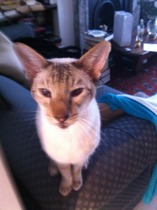 Bitey kitten!