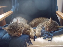 Lovely thread about our cats.