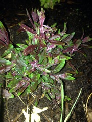Weed or not?