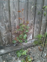 Taking cuttings or moving an old rose