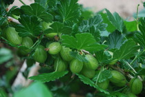 The 2015 Allotment / Veg Patch Thread Part 3 already!