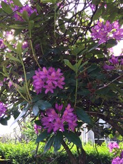 Anyone know what these two shrubs/trees are please?