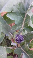 The 2015 Allotment / Veg Patch Thread Part 3 already!