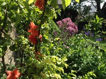 What is clashing in your garden today ?