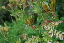 Hemlock!!! EEK- how to dispose of it?