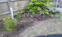 Rough winds do shake the darling buds of May: Alternative potting shed thread