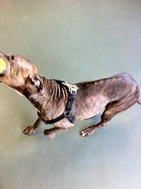 Not to understand why anyone could choose to have those ugly looking dogs?