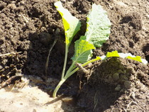 The 2015 Allotment / Veg Patch Thread Part 3 already!