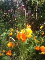 What is clashing in your garden today ?