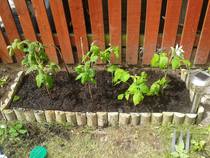 The 2015 Allotment / Veg Patch Thread Part 3 already!