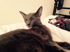 Bitey kitten!