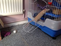 Get your rat[s] out!