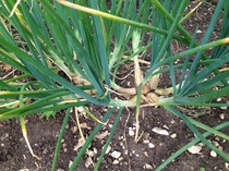The 2015 Allotment / Veg Patch Thread Part 3 already!