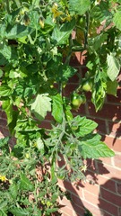 The 2015 Allotment / Veg Patch Thread Part 3 already!