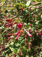 Rough winds do shake the darling buds of May: Alternative potting shed thread