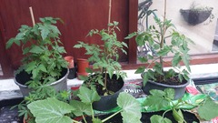 The 2015 Allotment / Veg Patch Thread Part 3 already!