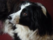 Not to understand why anyone could choose to have those ugly looking dogs?