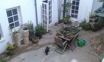 Rough winds do shake the darling buds of May: Alternative potting shed thread