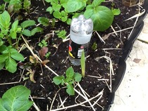 My small vegetable patch