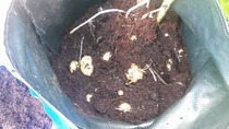 The 2015 Allotment / Veg Patch Thread Part 3 already!