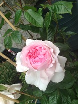 Rough winds do shake the darling buds of May: Alternative potting shed thread