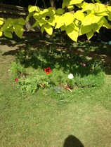 Rough winds do shake the darling buds of May: Alternative potting shed thread
