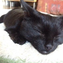 introducing a new kitten, give me hope, will they ever get on?!