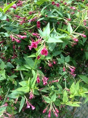 Rough winds do shake the darling buds of May: Alternative potting shed thread