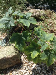 Is this a maple tree?