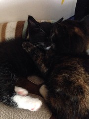 we have new kittens âº