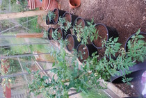 The 2015 Allotment / Veg Patch Thread Part 3 already!