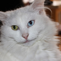 Lovely thread about our cats.