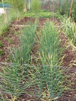 The 2015 Allotment / Veg Patch Thread Part 3 already!