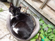 Lovely thread about our cats.