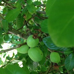 What is this plant/fruit?