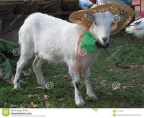to wonder about goats?