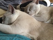 I luffs me bruvver
