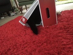 I can't find my cat anywhere (lighthearted)