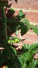 The 2015 Allotment / Veg Patch Thread Part 3 already!