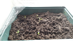 Can I plant these tomato seedlings straight outside now?