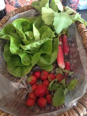 The 2015 Allotment / Veg Patch Thread Part 3 already!