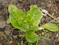 The 2015 Allotment / Veg Patch Thread Part 3 already!