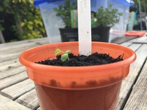 The 2015 Allotment / Veg Patch Thread Part 3 already!